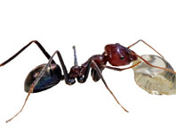 Roach Busters Pest Control