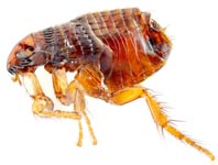 Roach Busters Pest Control