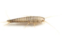 Silverfish